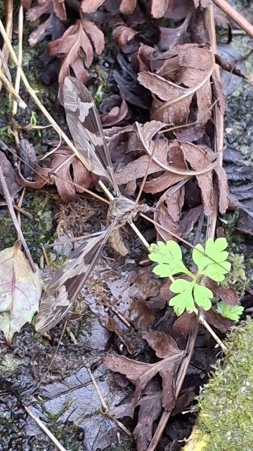 Cranefly nestled vertically in dry leaf litter and brown bracken